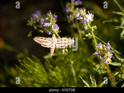 Doublure blanche connue sous le nom de sphinx moth hawk à rayures en UK Banque D'Images