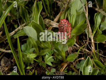 Une petite fleur de saule en haute altitude à 11 000 pieds dans la Sierra Nevada Banque D'Images