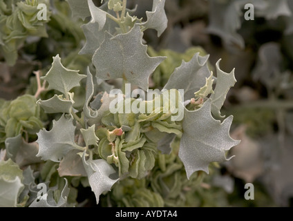 Désert holly fleur femelle en fruits Banque D'Images