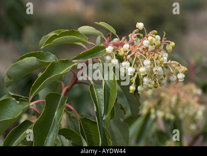 Fraise de l'est en fleur, Arbutus andrachne Banque D'Images