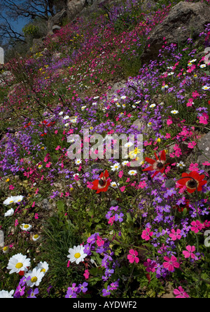 La péninsule de Mani au printemps Un écran extraordinaire de fleurs, Grèce Banque D'Images