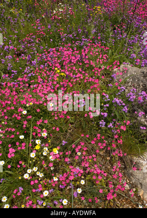 La péninsule de Mani au printemps Un écran extraordinaire de fleurs, Grèce Banque D'Images