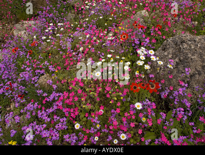 La péninsule de Mani au printemps ; Un écran extraordinaire de fleurs, Grèce Banque D'Images