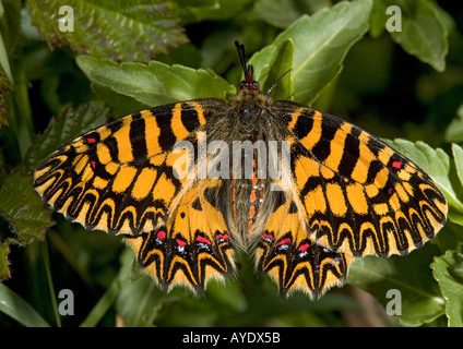 Papillon guirlande Sud dans sa forme Zerynthia polyxena orange plus foncé forma ochracea Mani peninsula Banque D'Images