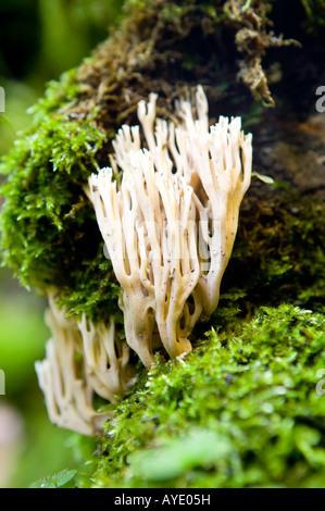 Blanc, corail, champignons,,, Ramariopsis kunzei, fragile, chair, clavariaceae, ramifiés, aphyllophorales, corail, champignons, fun Banque D'Images