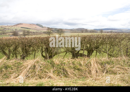 Le paysage rural autour du village de Glanton dans le Northumberland, en Angleterre. Banque D'Images