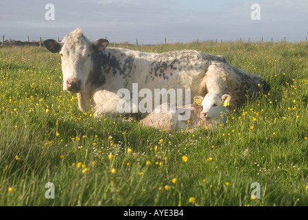 Vache veau dh et bovins de boucherie UK couché dans l'herbe avec champ buttercup jeune veau fixant Banque D'Images