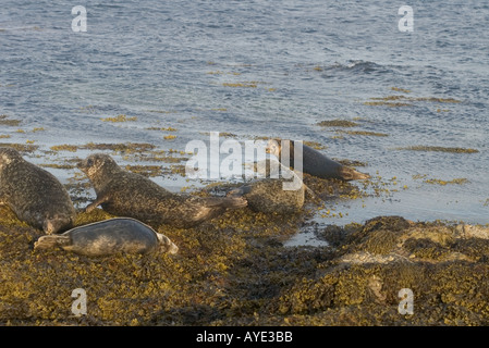 dh Phoca vitulina Harbour Seals SCAPA FLOW ORKNEY Groupe de sceaux de basking colonie rocheuse de phoques de rivage bask scotland plage basse marée Banque D'Images