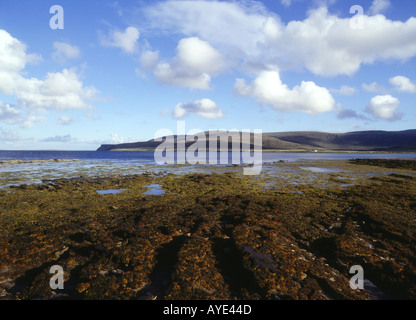 Dh Baie de Quoys HOY Algues Orcades côte rocheuse la côte et Scapa Flow Banque D'Images