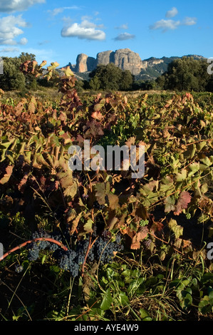 Vignoble, Horta de Sant Joan .Ports de Beseit National Park . La région de la Terra Alta, Tarragona, Catalogne.Espagne. Banque D'Images