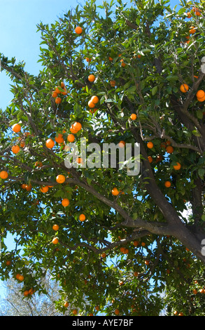 Une branche porte une grosse récolte de tangerines au printemps Banque D'Images