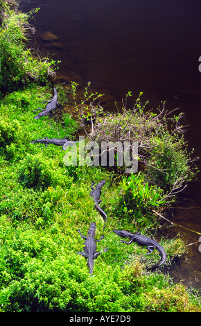 Alligator mississippiensis Alligators américains au soleil sur le Shark River dans le parc national des Everglades, Florida, USA Banque D'Images