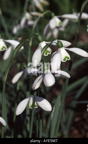 Snowdrop Galanthus Sam Arnott Banque D'Images