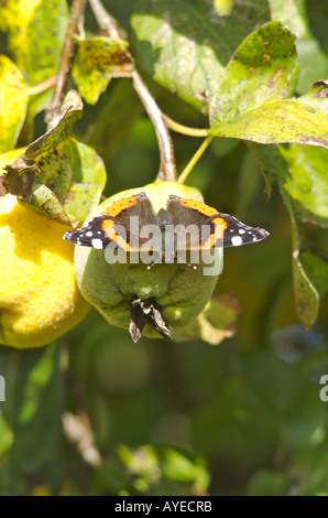 Un seul papillon Vulcain (Vanessa atalanta) reposant sur une poire dans le soleil Banque D'Images