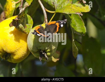 Un seul papillon Vulcain (Vanessa atalanta) reposant sur une poire dans le soleil Banque D'Images