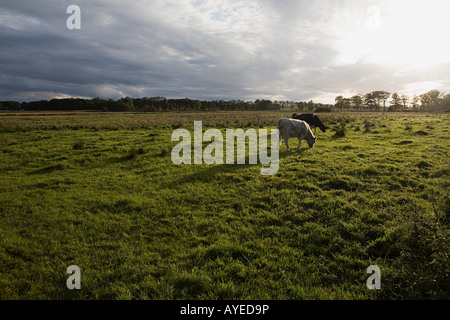 Cows grazing in field Banque D'Images
