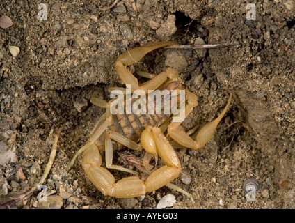 Un scorpion Mesobuthus gibbosus européenne, Rhodes Banque D'Images