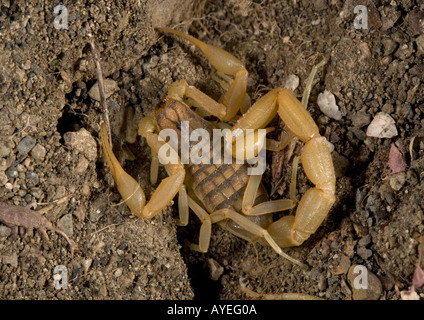 Un scorpion européen (Mesobuthus gibbosus) Rhodes, Grèce Banque D'Images