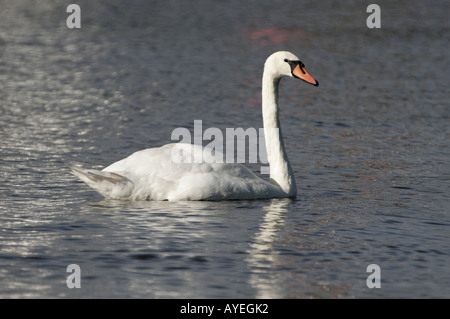 Cygne tuberculé Cygnus olor flottant sur un lac Banque D'Images
