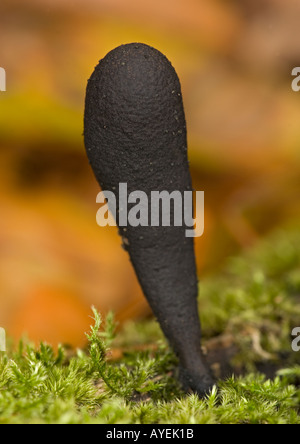Noirou Xylaria polymorpha en bois de hêtre Banque D'Images