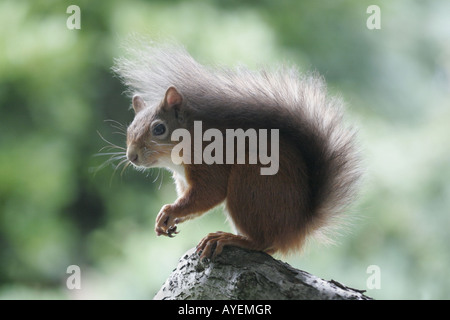 L'écureuil roux, sciurus vulgaris, sur souche d'arbre Banque D'Images