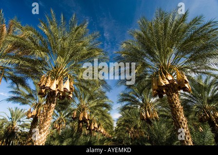 Date Palms Indio en Californie Banque D'Images