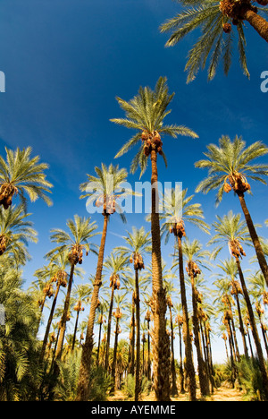 Date Palm Grove Coachella Valley en Californie Banque D'Images