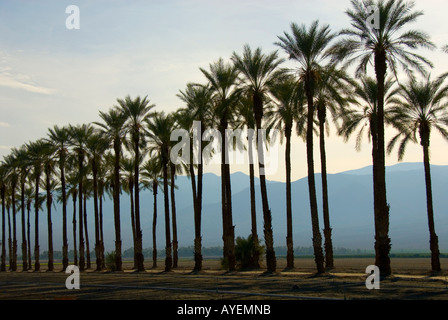 Dattiers Coachella Valley en Californie Banque D'Images