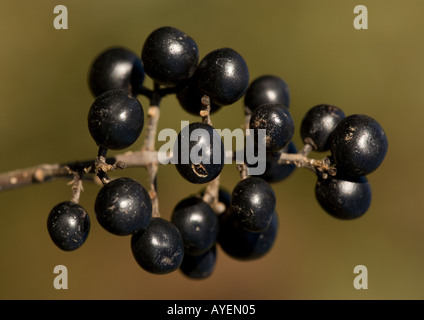 Troène commun (Ligustrum vulgare) avec des baies, close-up Banque D'Images