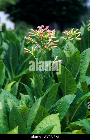 Plante de tabac en fleur au Tennessee Banque D'Images