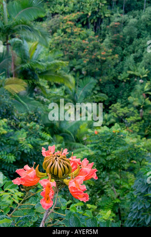 La fleur d'un Africain en Tulip Tree une forêt tropicale près de Hilo sur la grande île d'Hawaï Banque D'Images