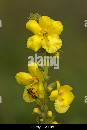 Molène Verbascum phlomoides orange à fleur avec l'abeille visite Banque D'Images