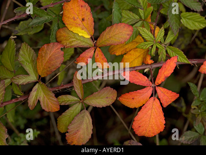 Avec une forte direction générale Bramble automne couleur, Rubus fruticosus Banque D'Images