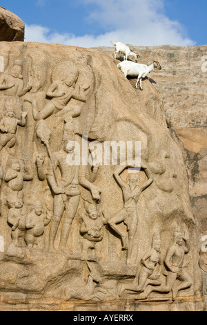 La pénitence Arjuns Rock Carving soulagement dans Mamallapuram Inde du Sud Banque D'Images