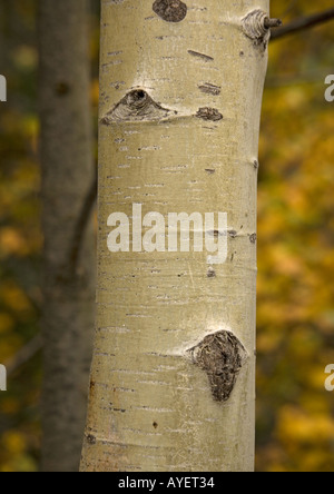 Le tremble (Populus tremula) l'écorce et le feuillage d'automne, close-up Banque D'Images