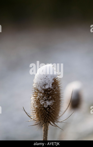 Dipsacus fullonum. Cardère couvertes de neige Banque D'Images