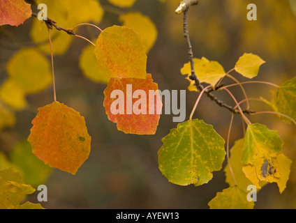 Le tremble (Populus tremula) feuilles à l'automne Banque D'Images