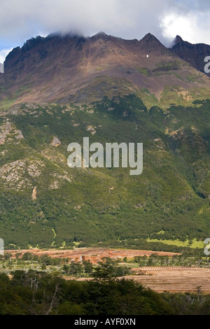 La mousse de tourbe de sphaigne ou en dessous de la batterie martiale de montagnes à Ushuaia sur l'île de la Terre de Feu argentine Banque D'Images