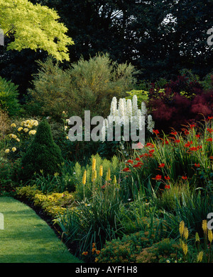 Delphiniums blanc et jaune en été frontière jardin kniphofia Banque D'Images