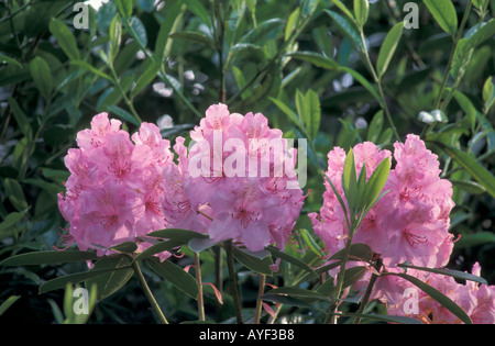 Rhododendron rose en fleur Banque D'Images