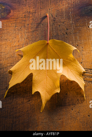 Close up of autumn leaf Banque D'Images