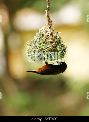 Vieillot's Black Weaver ploceus nigerrimus nestbuilding castaneofuscus au Ghana Banque D'Images