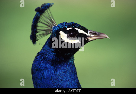 Peacock à motif Scone Palace Perth Scotland UK Banque D'Images