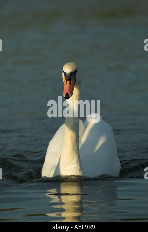 Cygne tuberculé Banque D'Images