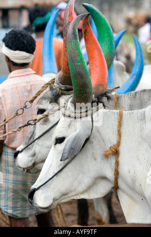 Bovins indiens dans la file d'attente d'être vendus à un marché de bétail du Kerala. Palakkad, Kerala, Inde Banque D'Images