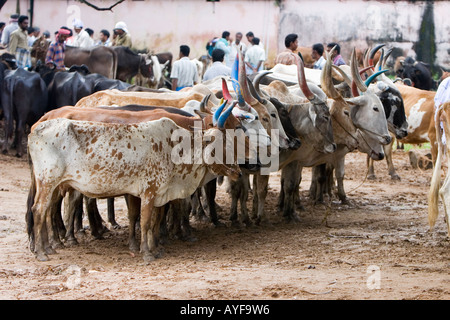 Bovins indiens dans la file d'attente d'être vendus à un marché de bétail du Kerala. Palakkad, Kerala, Inde Banque D'Images