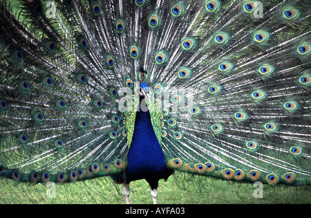 Peacock à motif Scone Palace Perth Scotland UK Banque D'Images