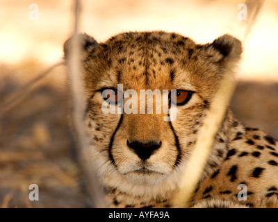 Close-up portrait of African Cheetah fixant intensément à travers les roseaux, profondeur de champ, des yeux clairs, pas de gens, dans le Delta de l'Okavango au Botswana Banque D'Images