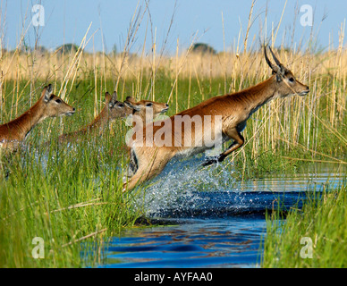 Libre action Arrêter troupeau de Cobes Lechwes sautant à travers un ruisseau dans l'herbe verte de terres humides inondées en permanence du Delta de l'Okavango Botswana Afrique Banque D'Images