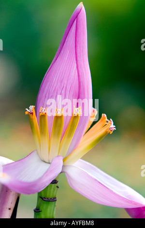 Musa ornata. La floraison de banane. Fleur de bananier ornemental en Inde Banque D'Images